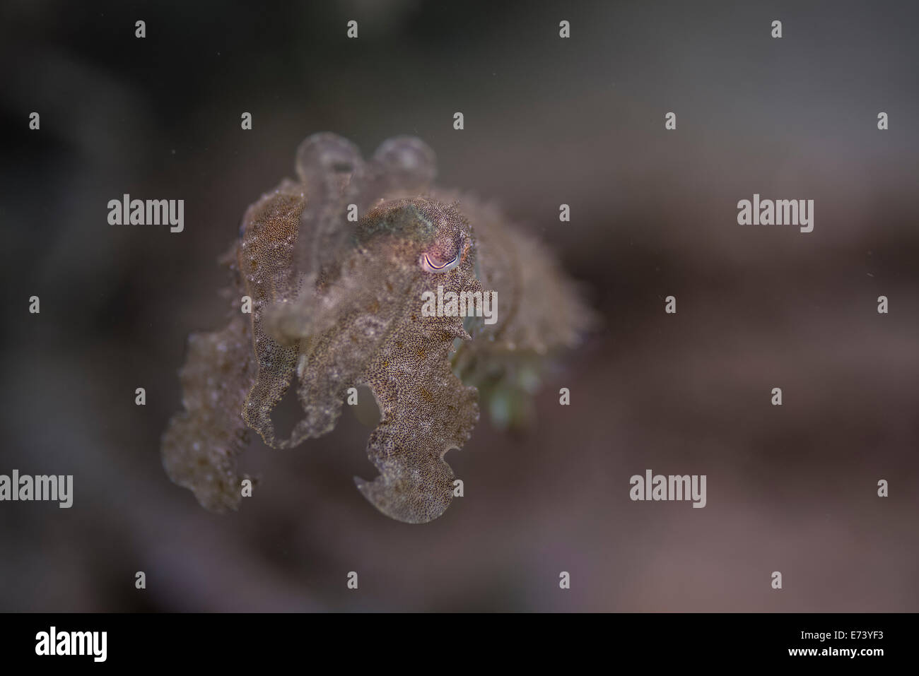 Cuttlefish on a muck dive in Camiguin, Philippines Stock Photo