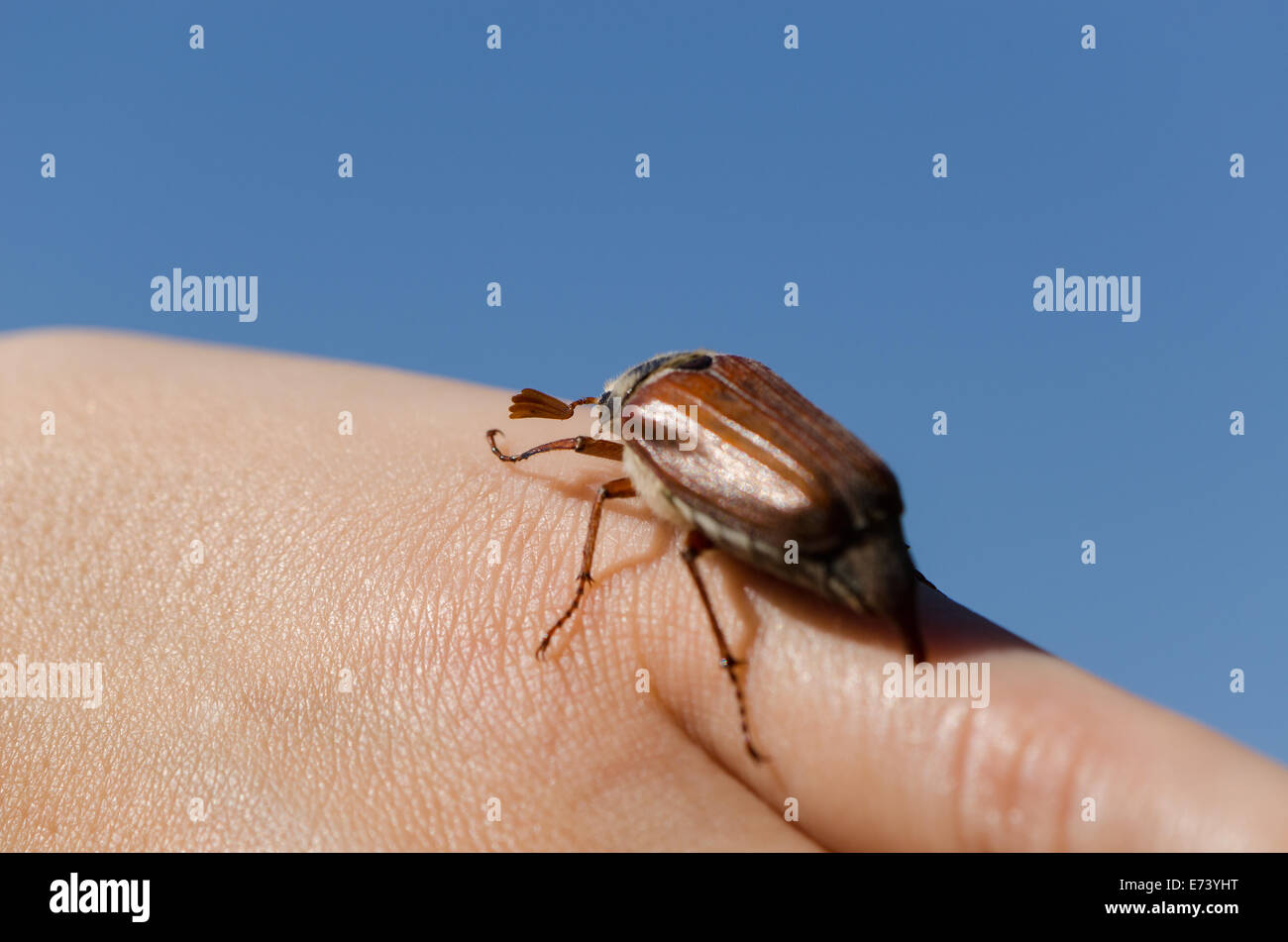 woman palms and fingers crawling big brown cockchafer chafer beetle crawls fingers up spread wings and flies on blue sky backgro Stock Photo