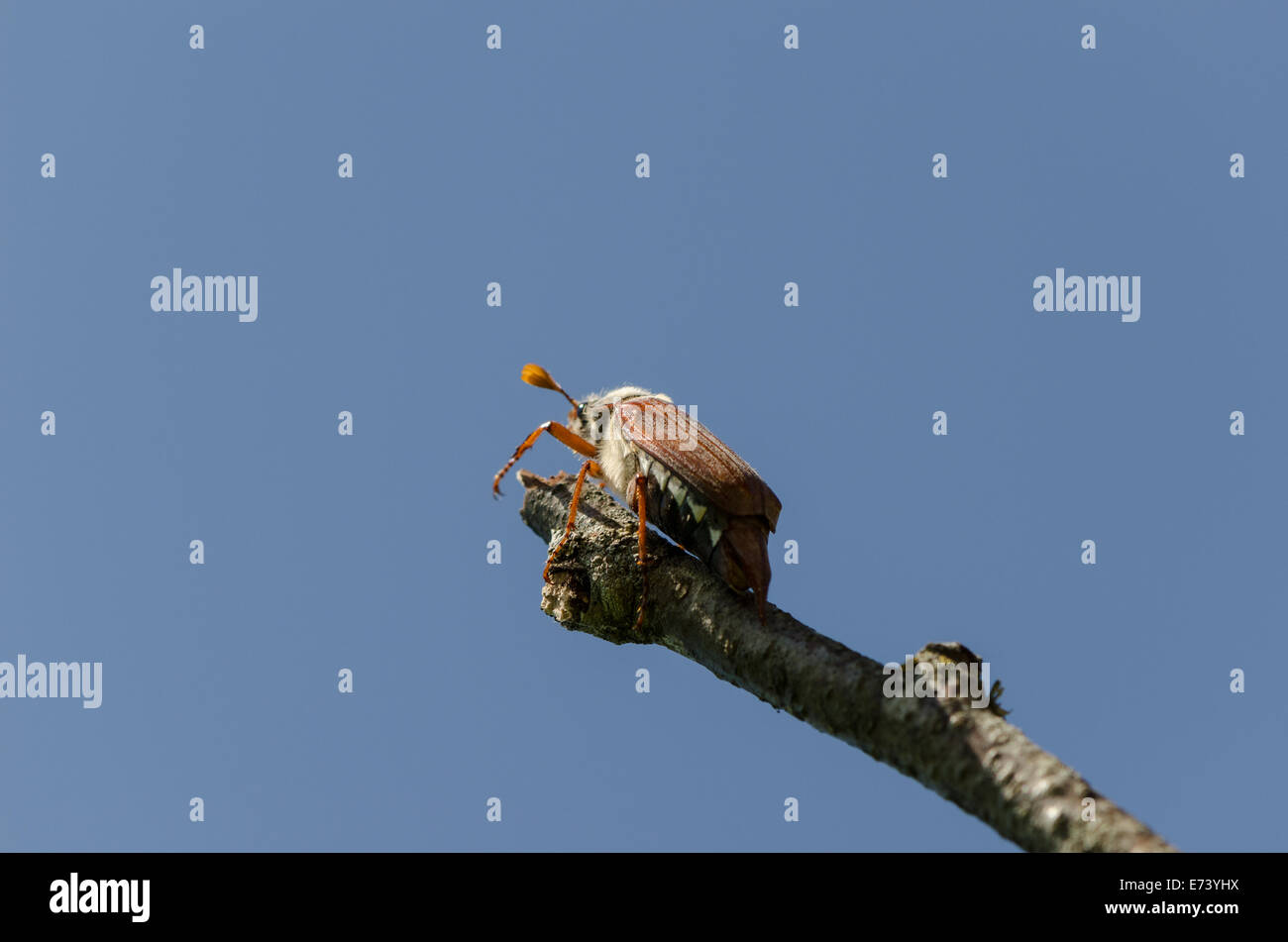 chafer bug crawl on dry tree branch on blue sky background Stock Photo