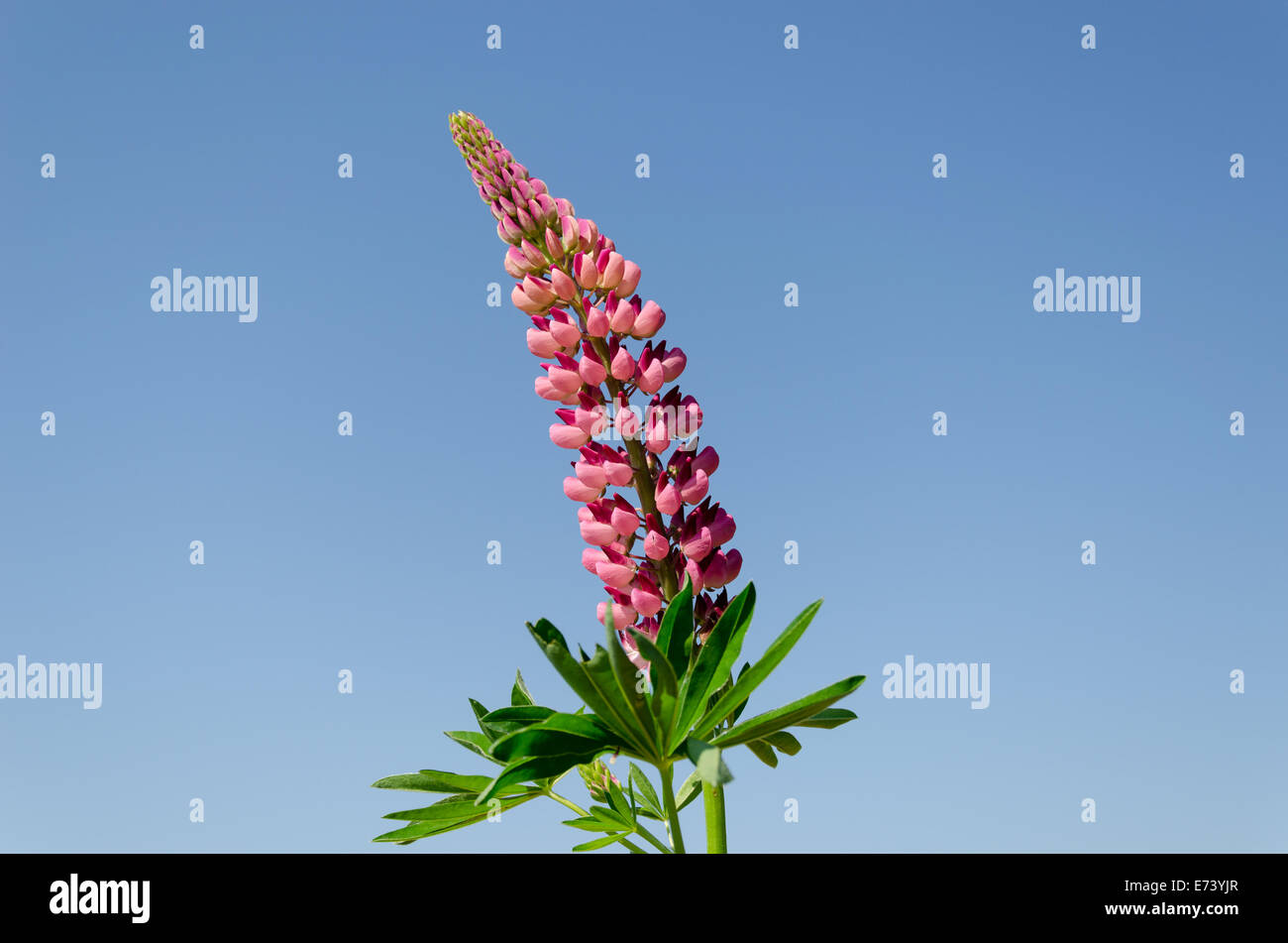 close up of pink lupine inflorescence on blue sky background Stock Photo