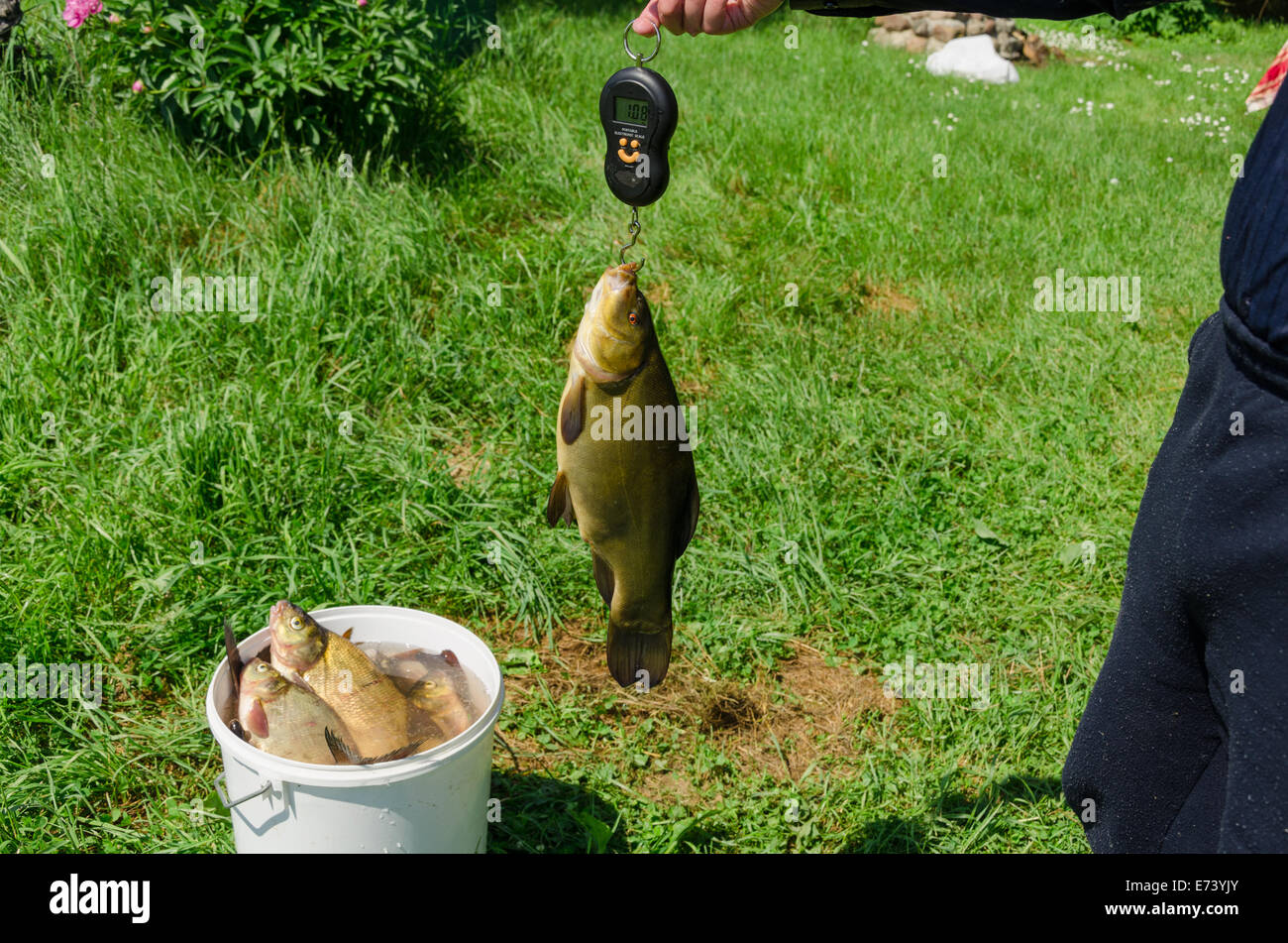 Closeup Weights Shiny Big Tench Fish Stock Photo - Image of fishery,  animal: 40363192