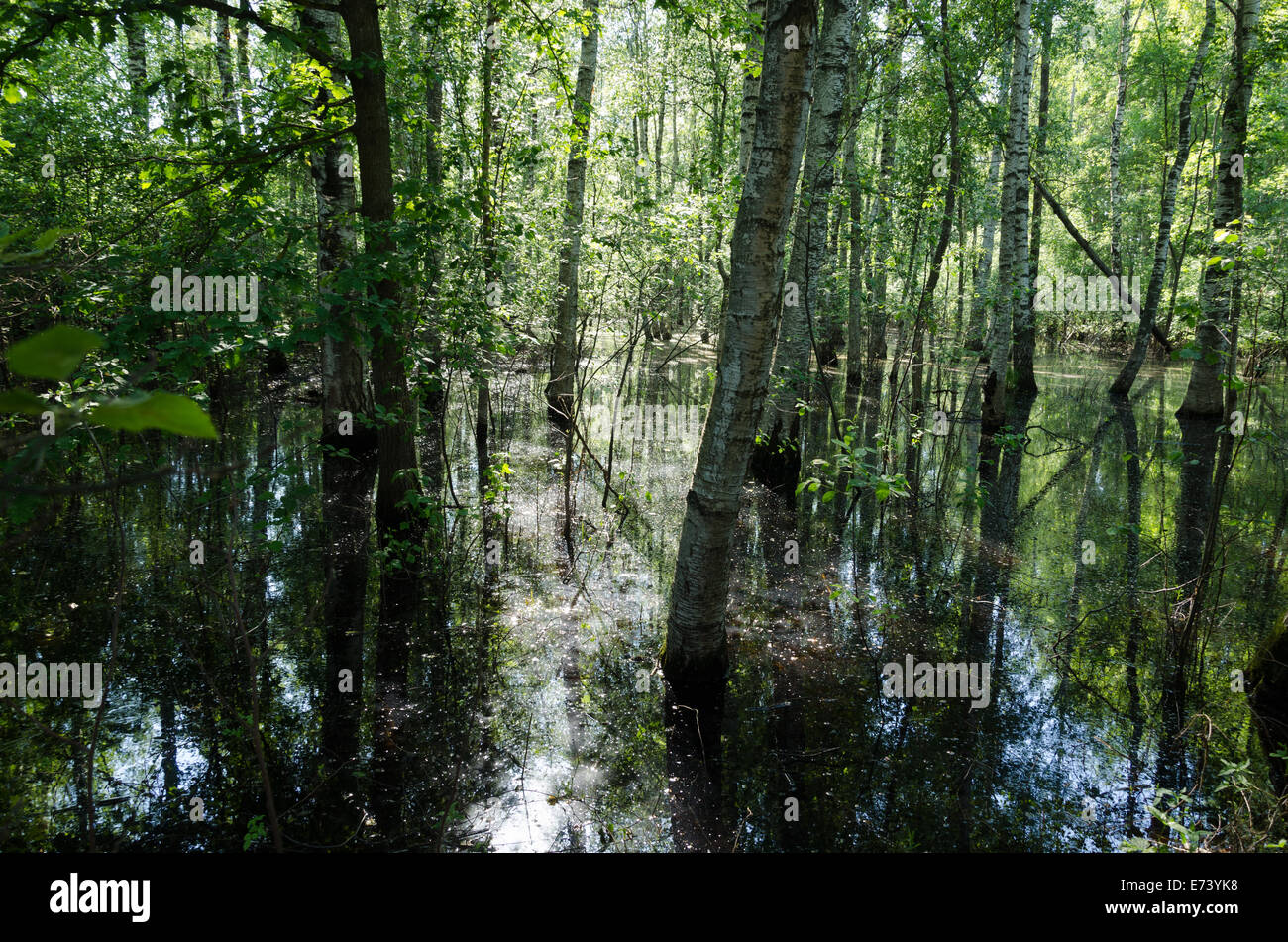 flooded water young birch grove a nice sunny summer day Stock Photo - Alamy