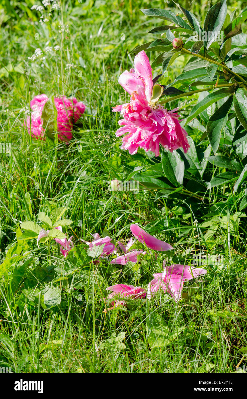 pink peony bush and small petal on green meadow garden Stock Photo - Alamy