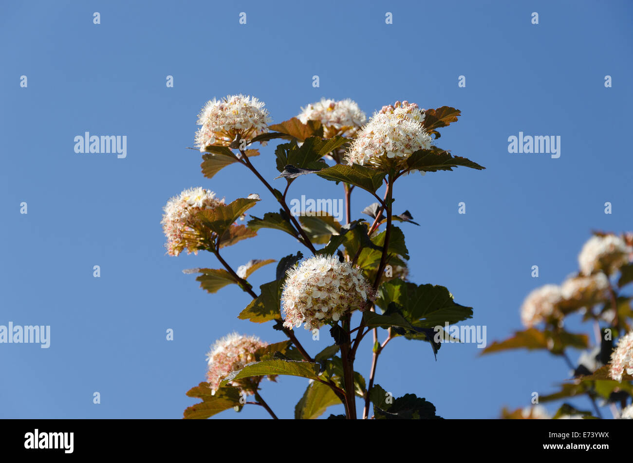 White blooming viburnum snowball bush blooms on background of blue sky. Stock Photo