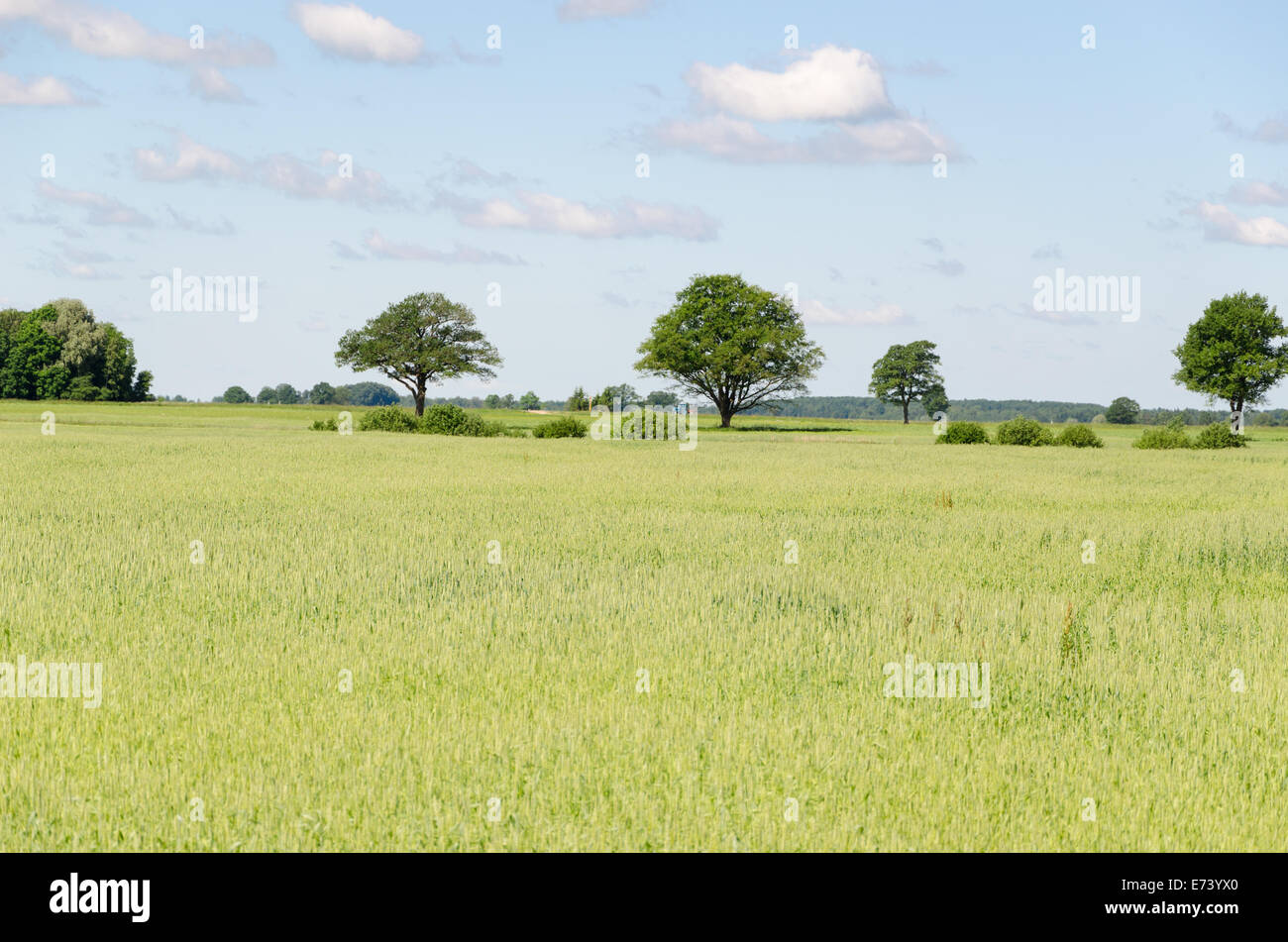 panoramic view of green rye field and tree in horizon Stock Photo