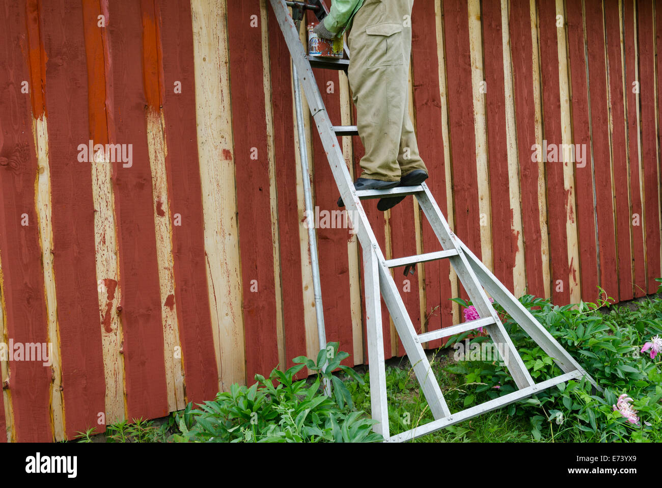 housepainter man on ladder paint wooden rural garden house wall with brush paintbrush. Stock Photo