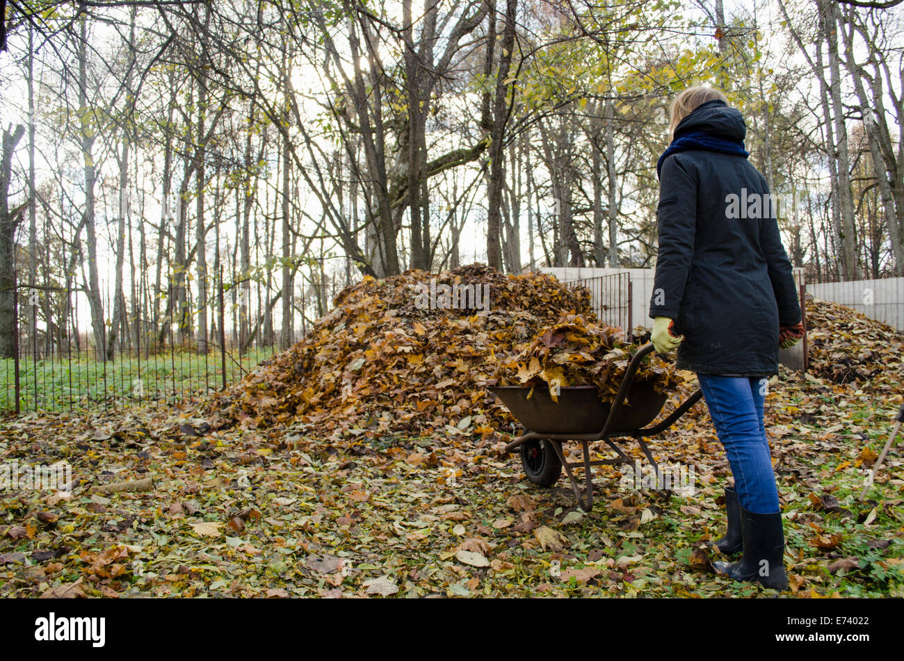 woman brought wheelbarrow full of dry leaves thrown into compost heap ...
