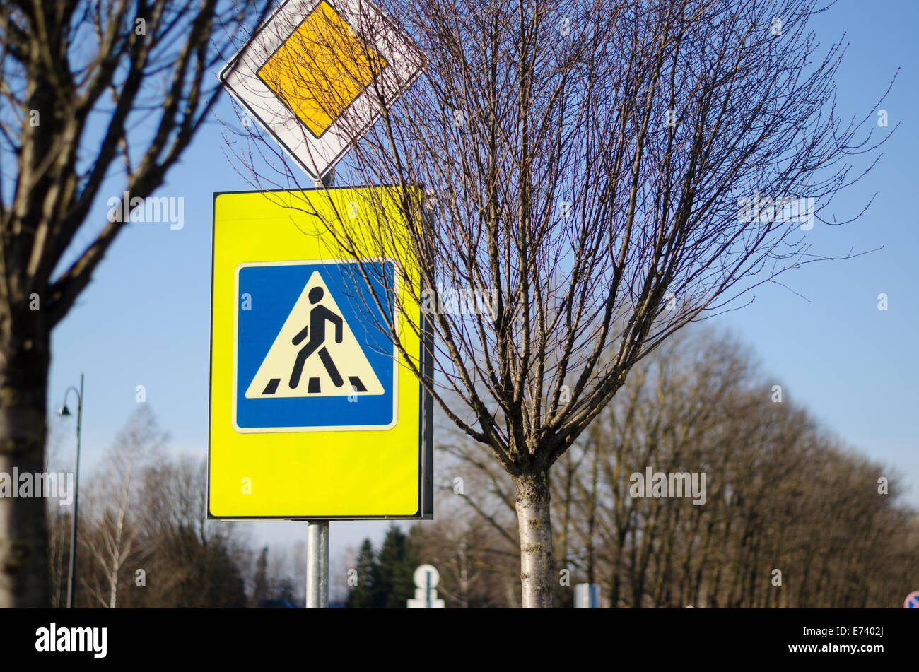 warning road sign pedestrian crossing and intersection on yellow background between the tree branches Stock Photo