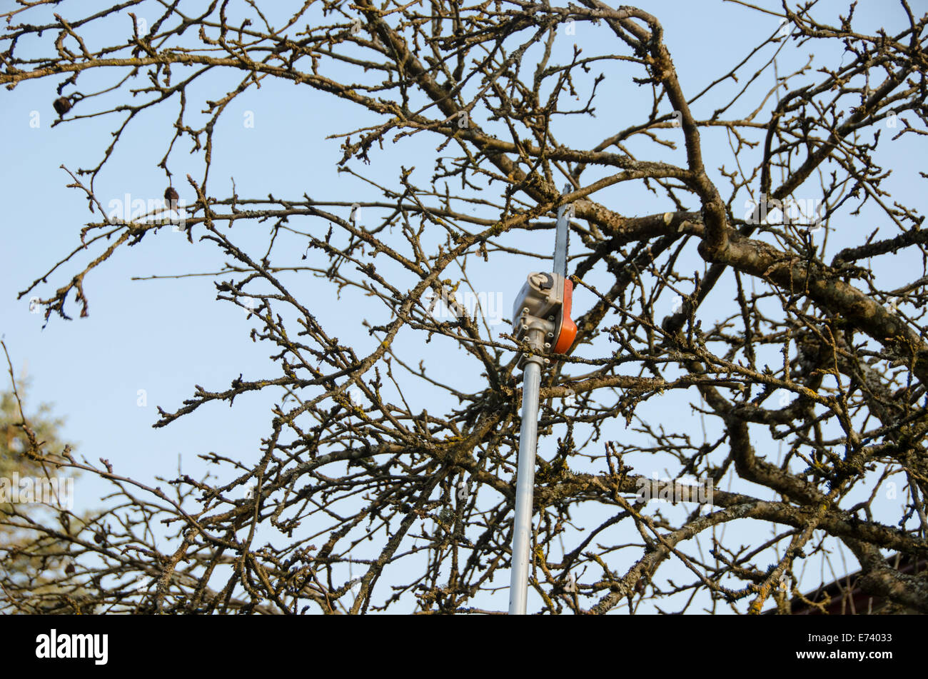 Pruning young apple tree hi-res stock photography and images - Alamy