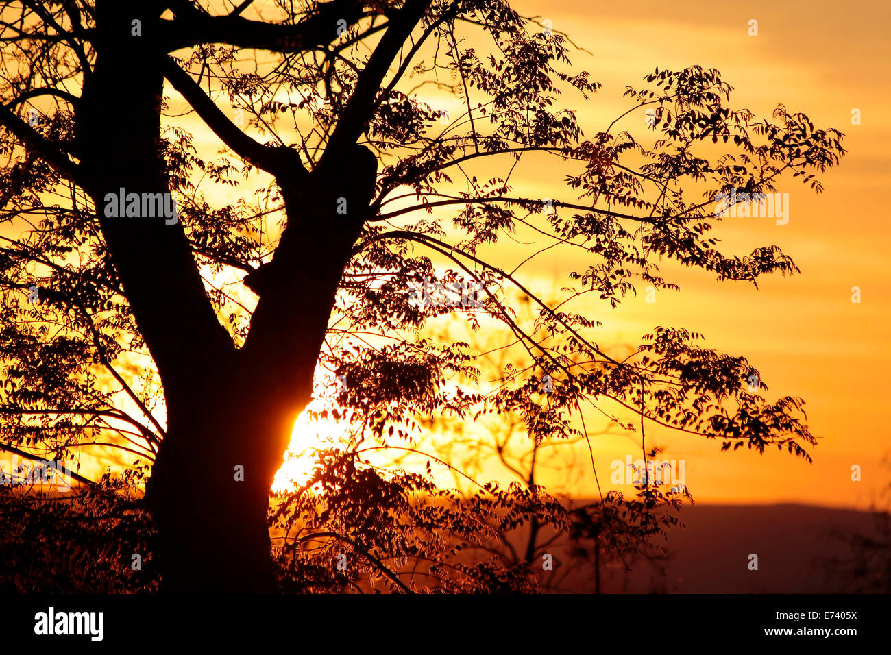 Tree in the sunset at Lake Balaton in Tihany, Hungary Stock Photo