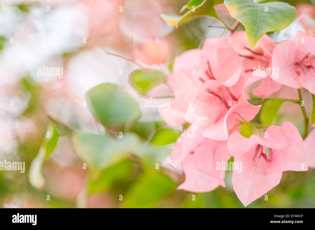 Paper flowers or Bougainvillea in the garden or nature park Stock Photo