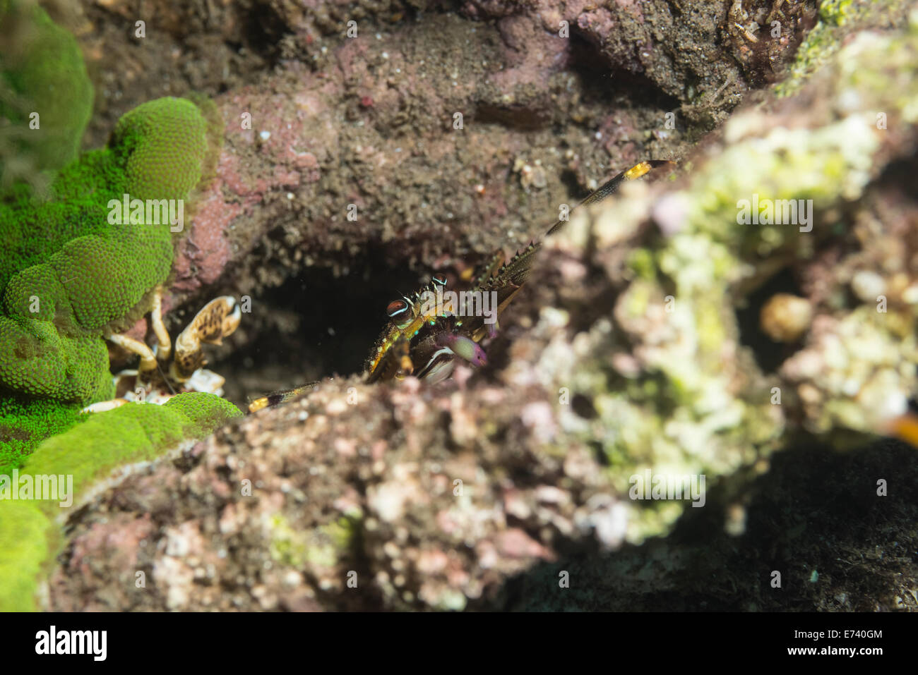 Flat rock crab on a coral Stock Photo