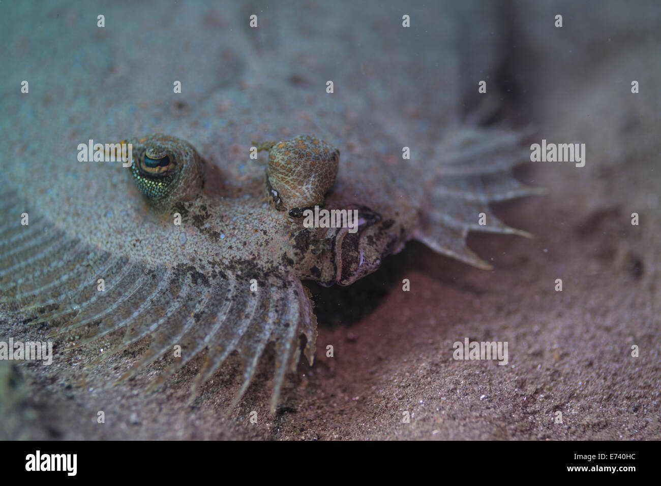 Close-up of a flounder Stock Photo