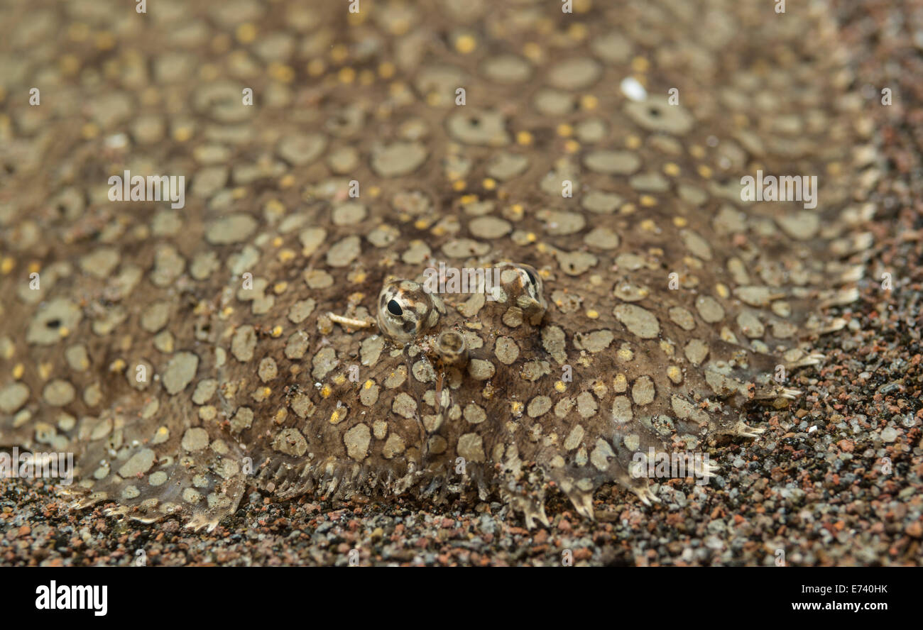 Flounder eyes hires stock photography and images Alamy