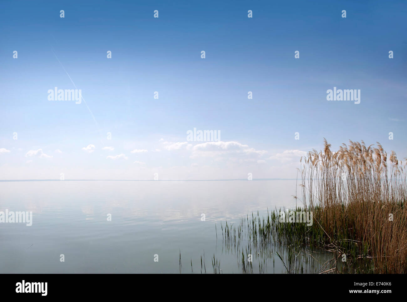 Reed beds near Batatonalmadi, Lake Balaton, Hungary Stock Photo