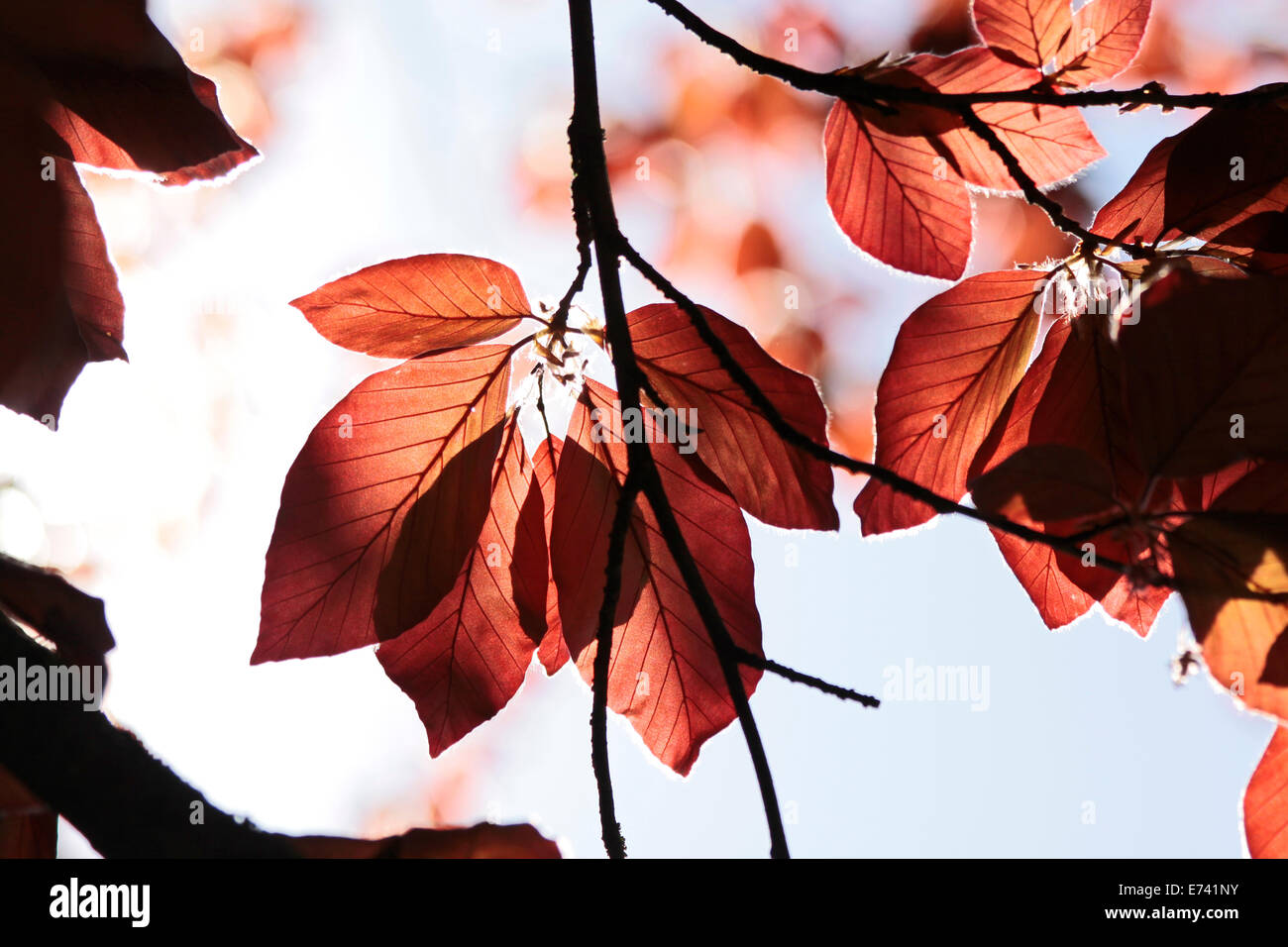 Leaves of copper beech in the Park of palace Festetics in Keszthely at Lake Balaton, Hungary Stock Photo