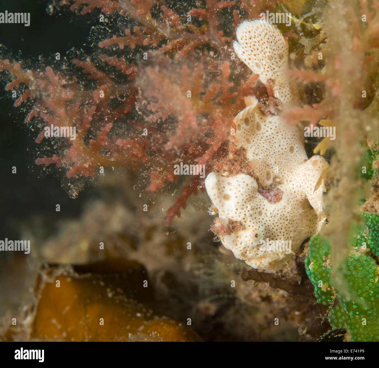 Juvenile painted frogfish Stock Photo
