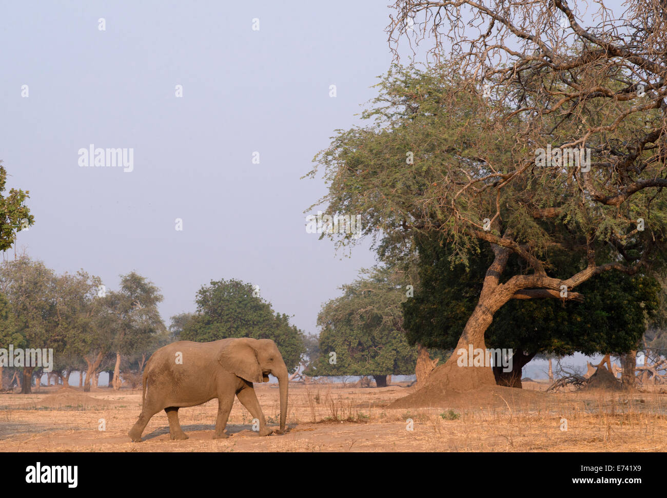 A large African elephant on the Zambezi Floodplain Stock Photo - Alamy