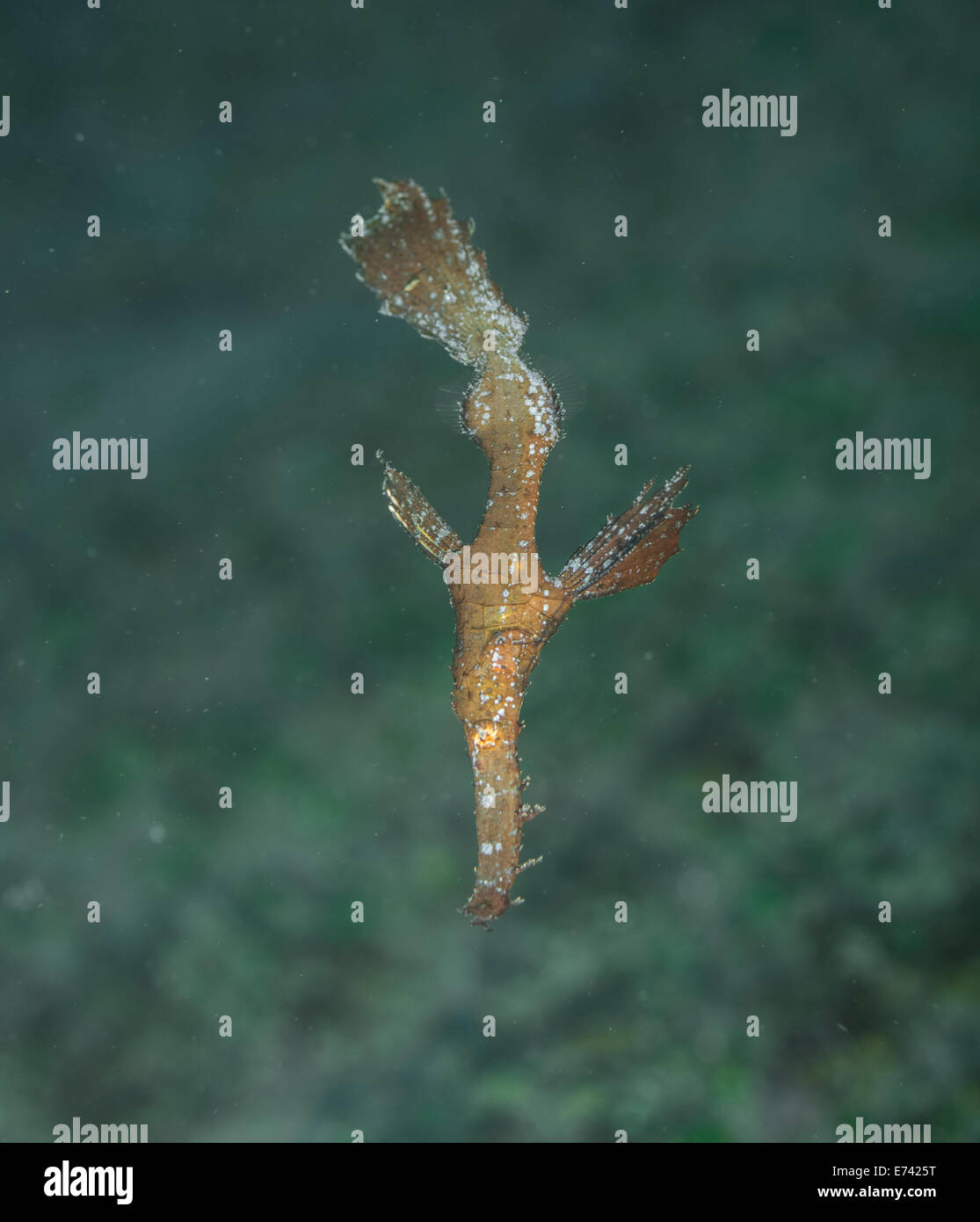 Ornate ghostpipefish floating on the current Stock Photo - Alamy