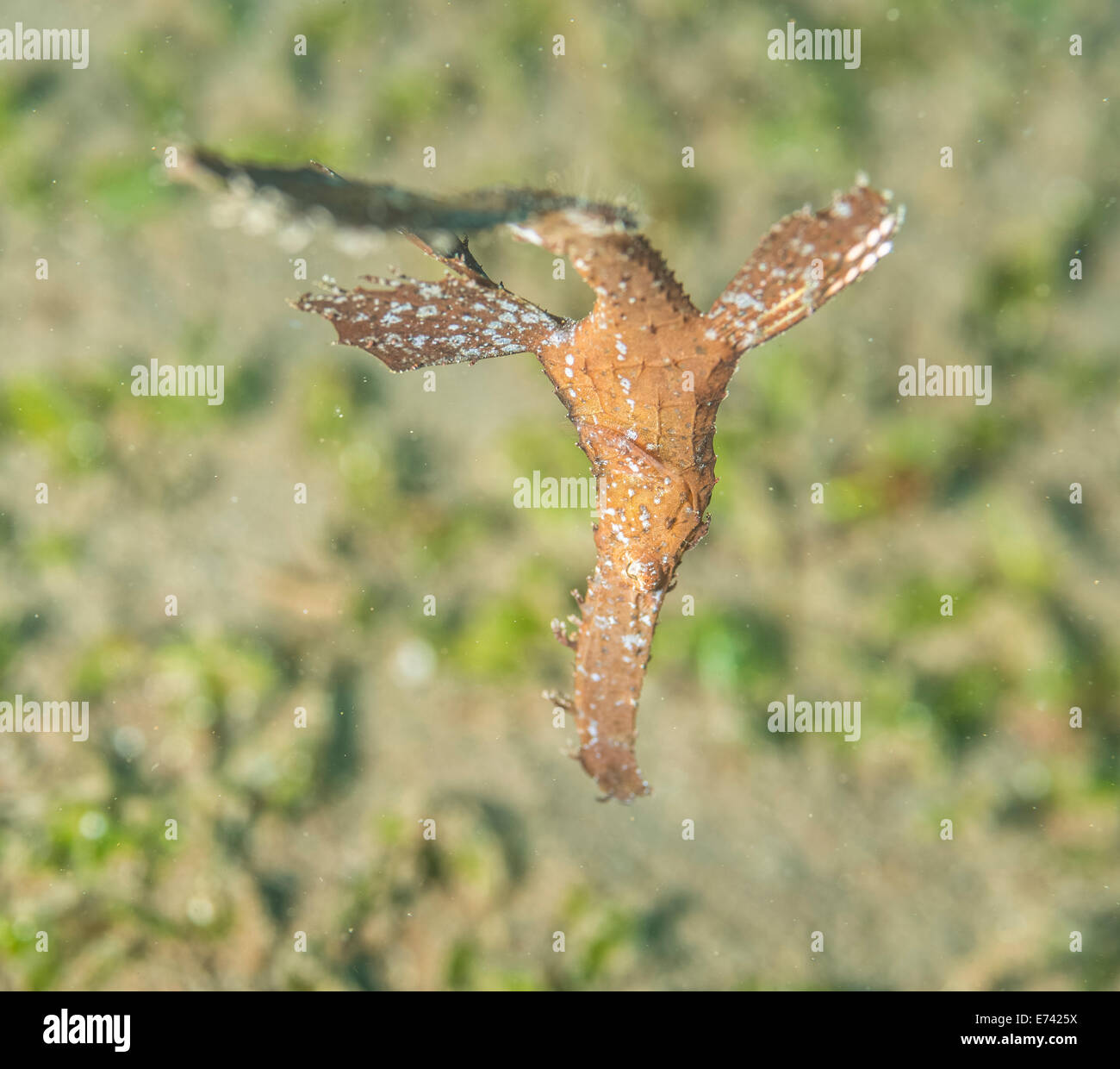 Ornate ghostpipefish floating on the current Stock Photo - Alamy