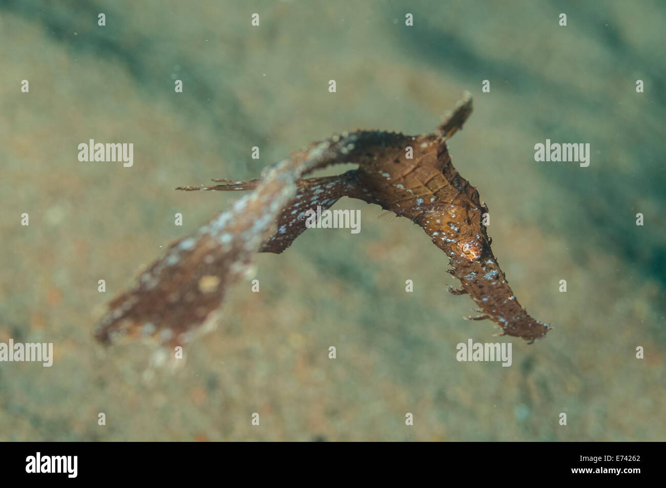 Robust ghostpipefish hi-res stock photography and images - Alamy