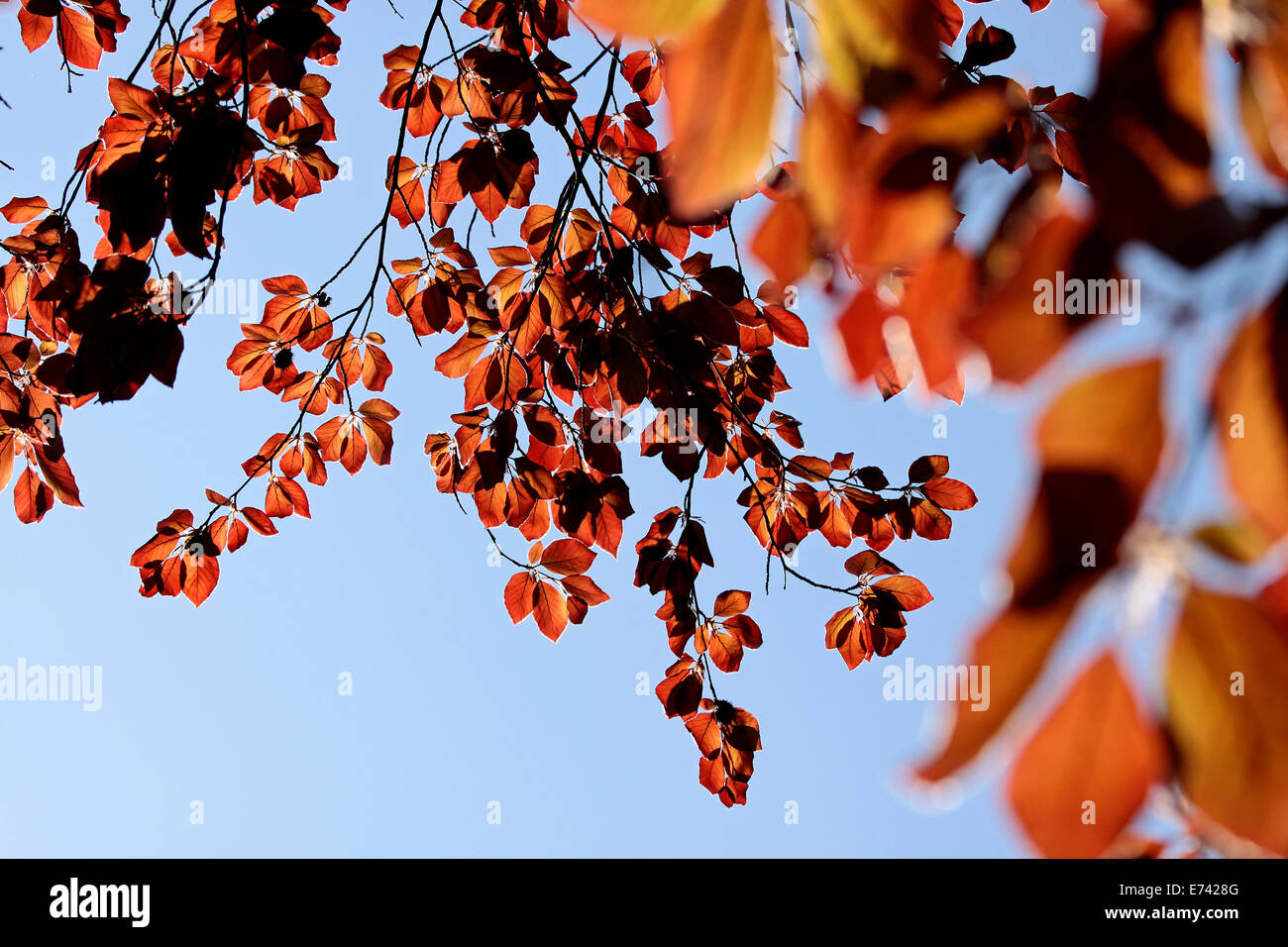 Leaves of copper beech in the Park of palace Festetics in Keszthely at Lake Balaton, Hungary Stock Photo