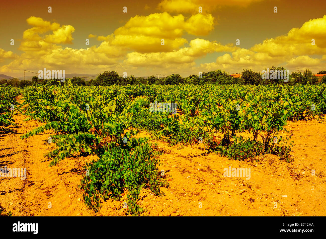 view of a vineyard with ripe grapes in a mediterranean country at sunset Stock Photo