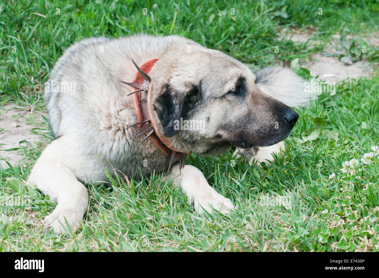 Spiked collar hi-res stock photography and images - Alamy