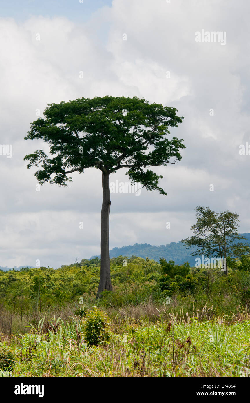 An isolated tree, the result of deforestation in the Volta region of Ghana Stock Photo