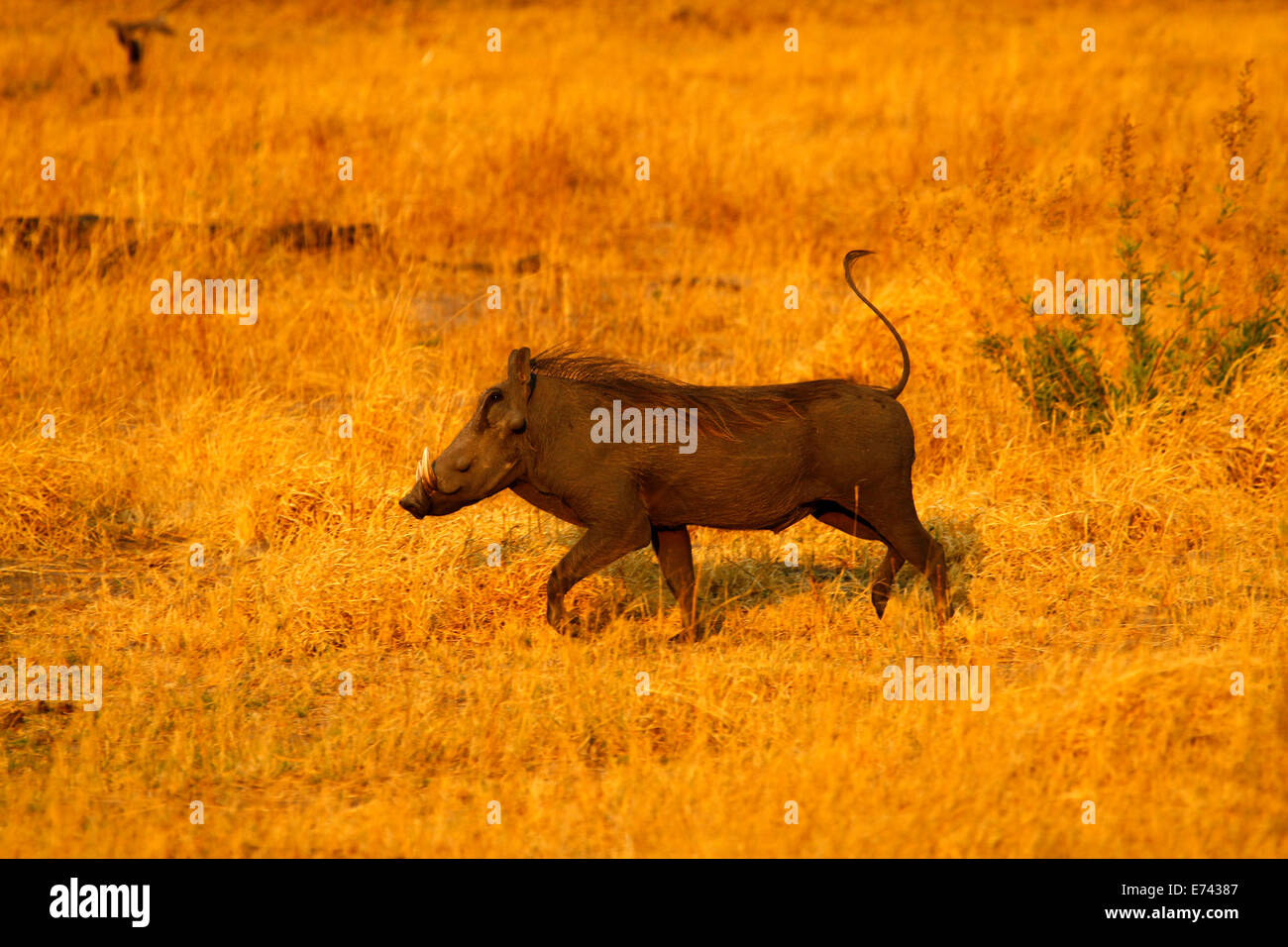 African Warthogs enjoying life African Warthogs are remarkable wild