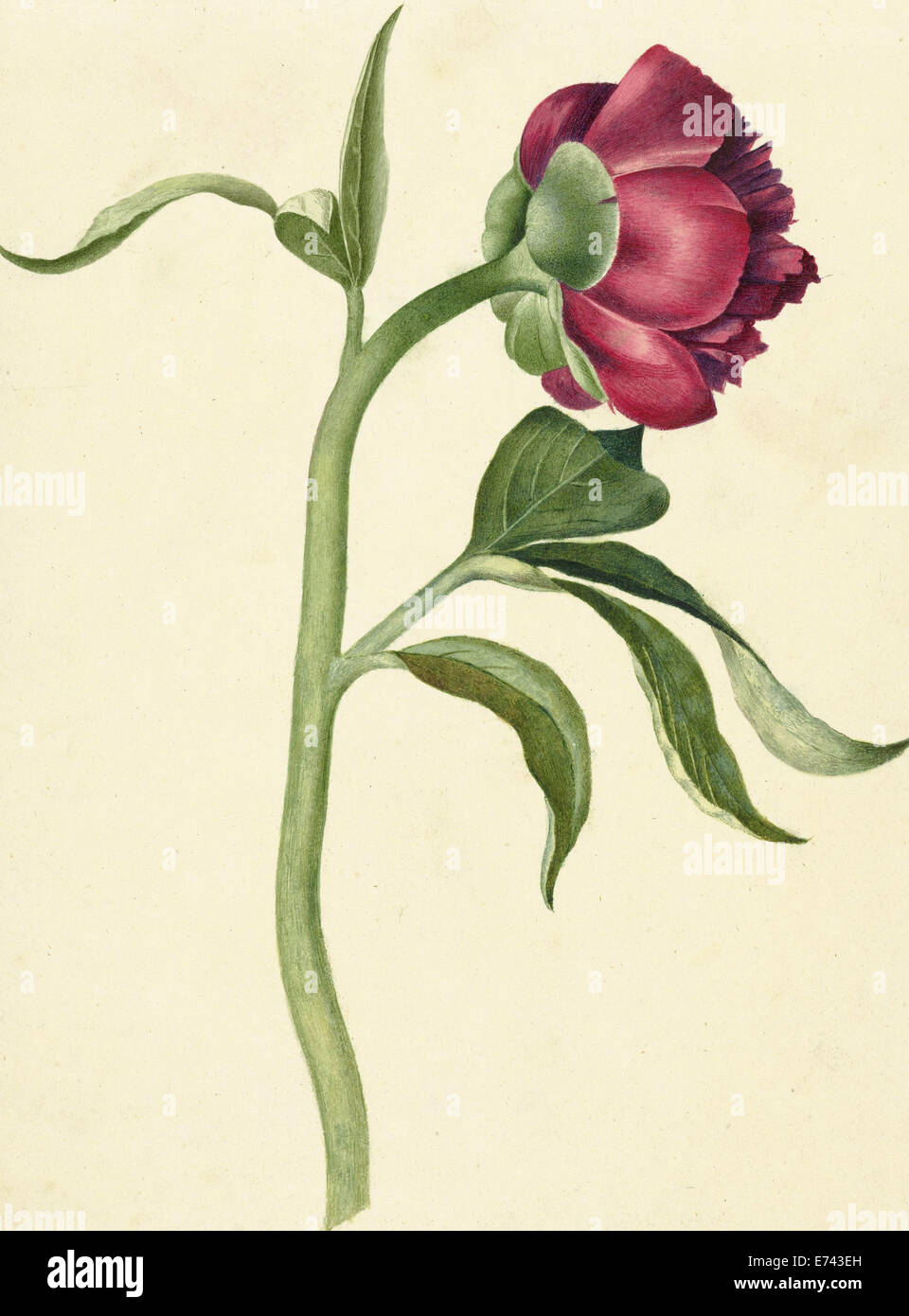 Peony flower - by C. J. Crumb, 1700 - 1800 - Editorial use only. Stock Photo