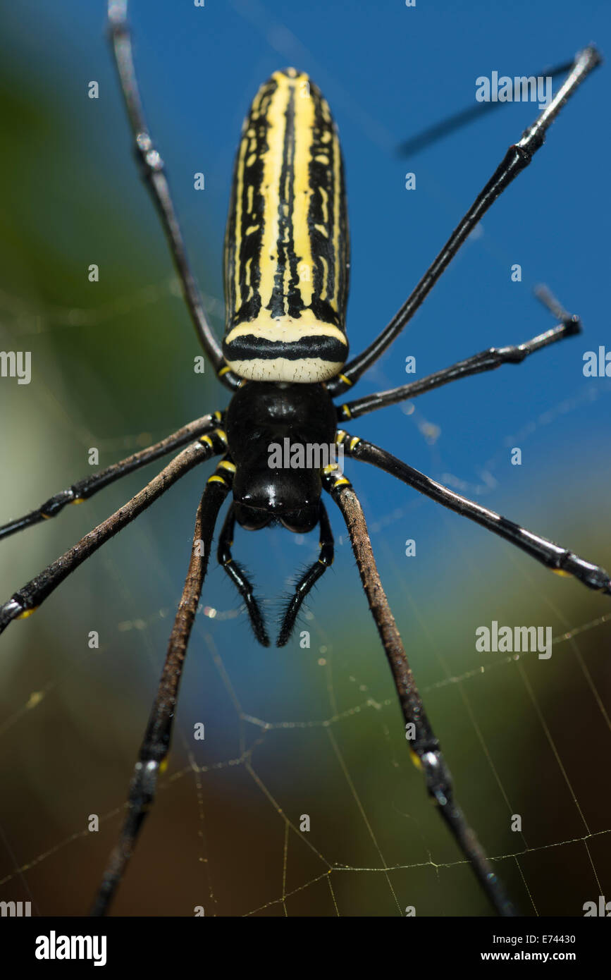 Wood spider hi-res stock photography and images - Alamy