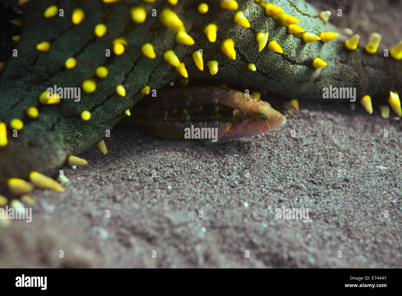 Knobbed starfish on the ocean floor with a wrasse peeking out from under it Stock Photo