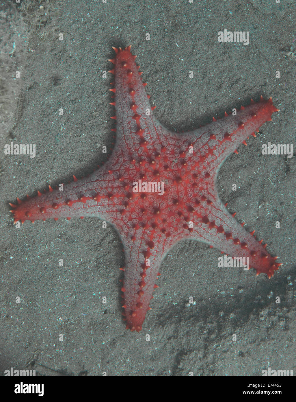 Knobbed starfish on the ocean floor Stock Photo