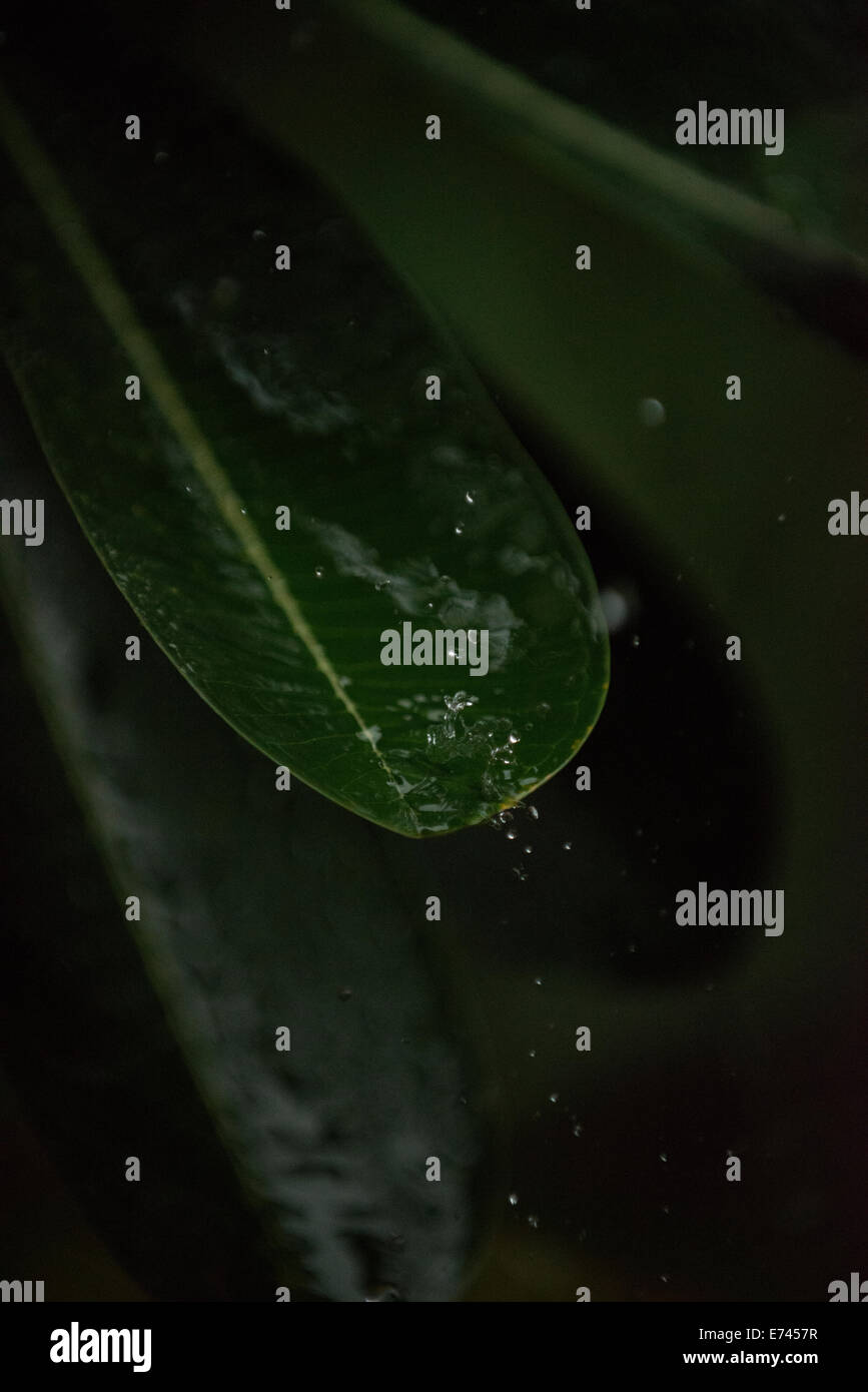 Raindrops splashing on the leaf of a tree after a tropical rain storm Stock Photo