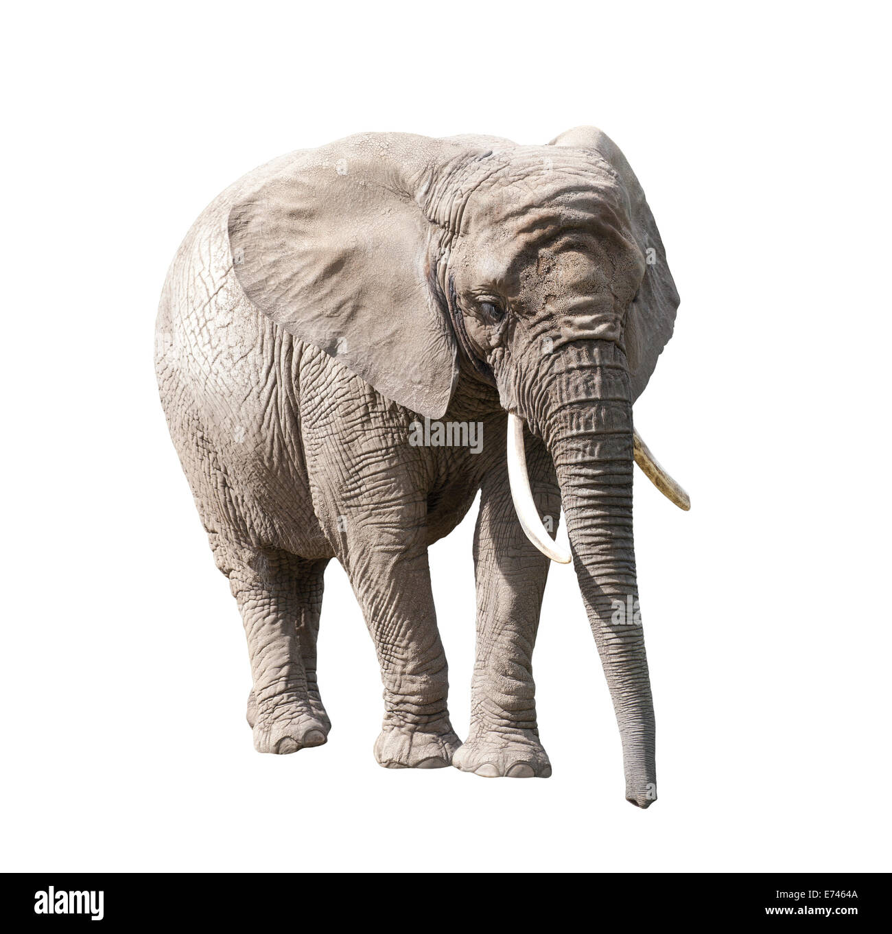 African elephant isolated on white with clipping path Stock Photo - Alamy