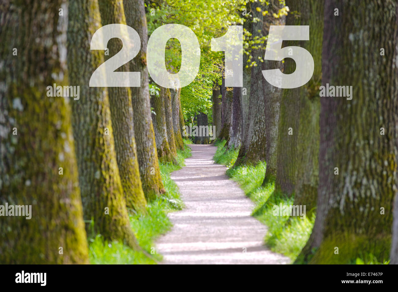 the way to new year 2015 in tree alley Stock Photo