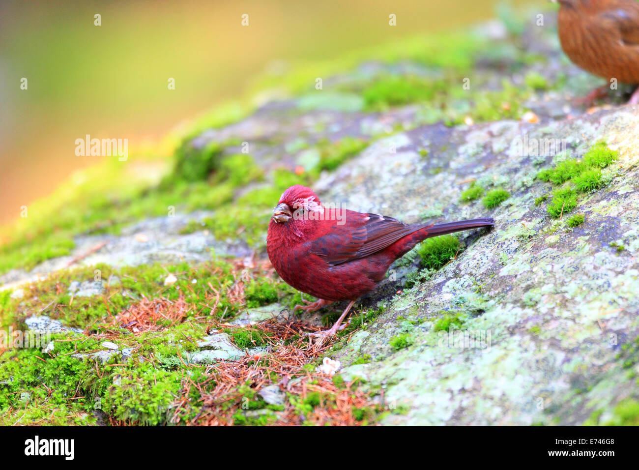 Vinaceous Rosefinch (Carpodacus vinaceus) in Taiwan Stock Photo