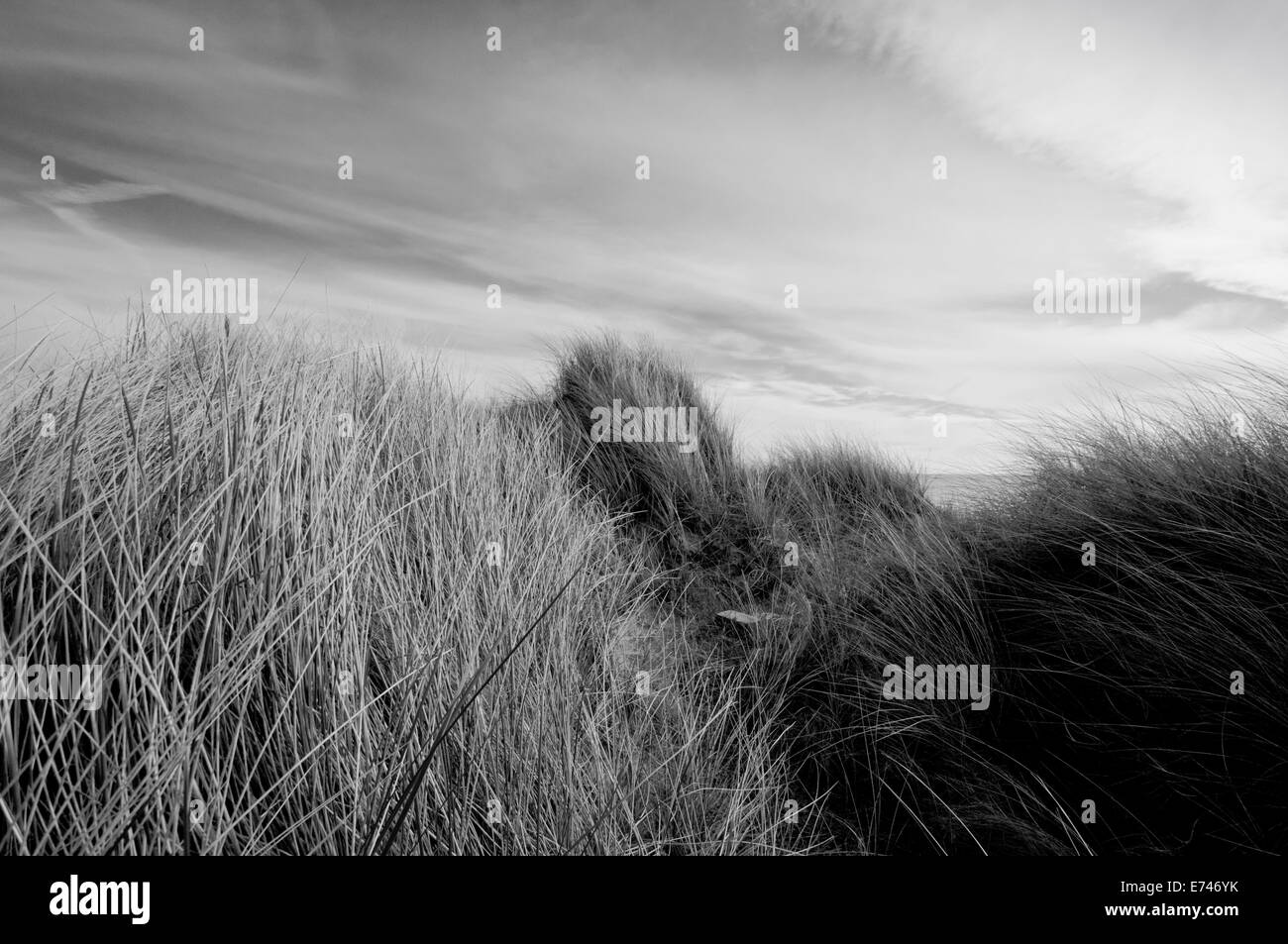 Black and white view of the sand dune Marram grass (Ammophila arenaria) at West Beach, Littlehampton, West Sussex Stock Photo