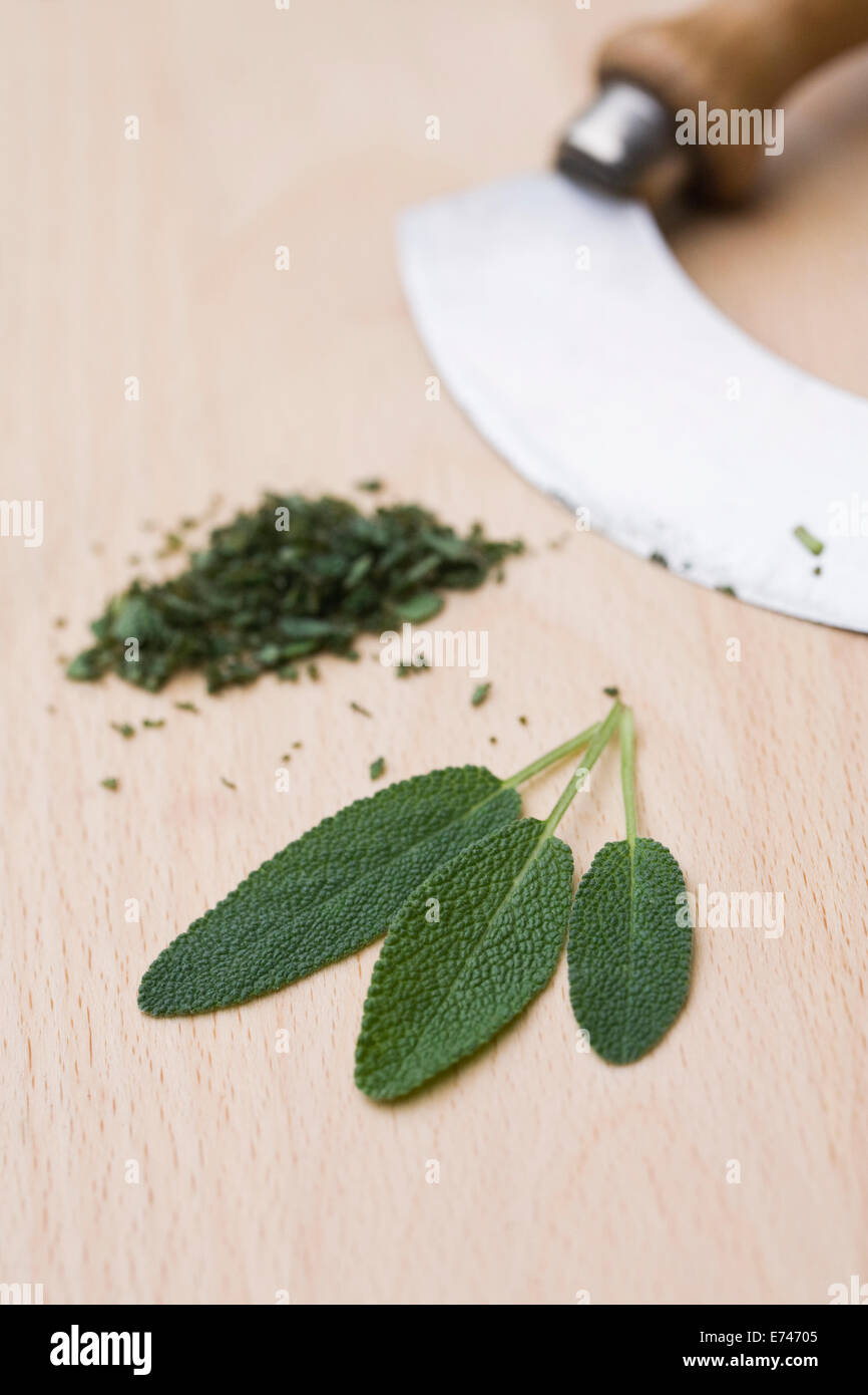 Salvia officinalis. Sage leaves on a wooden board. Stock Photo