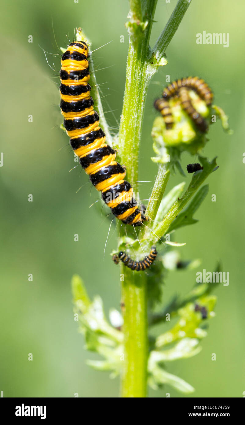 Cinnabar moth caterpillars on Ragwort in Summer UK Stock Photo