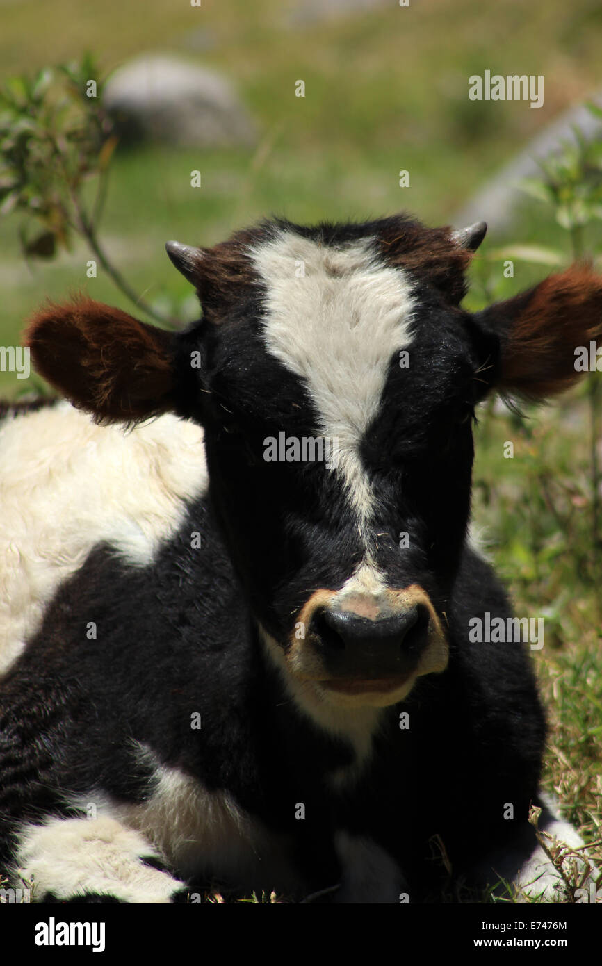 A Holstein cow lying in a farmers pasture in Cotacachi, Ecuador Stock Photo