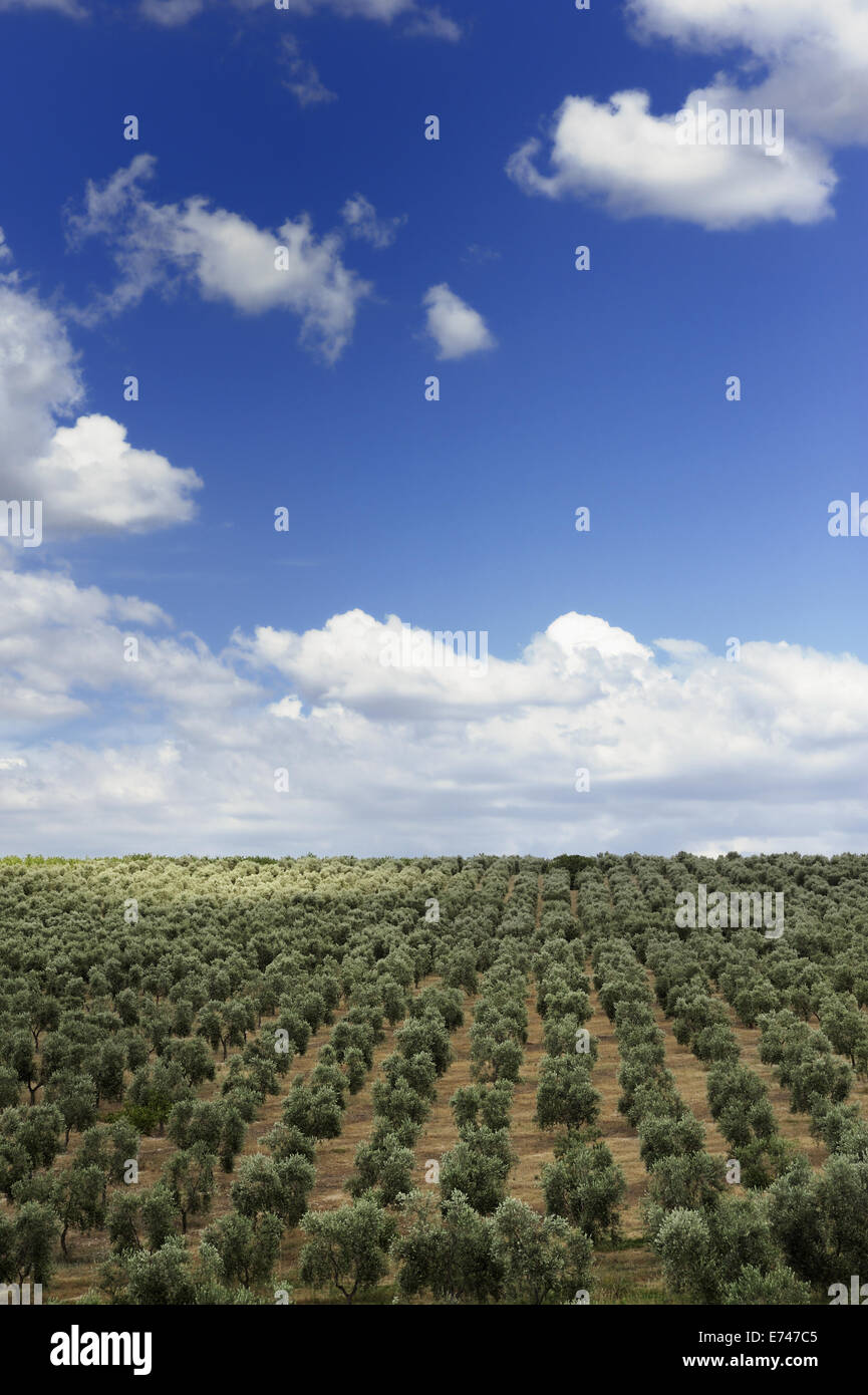 landscape with field of olive trees Stock Photo - Alamy