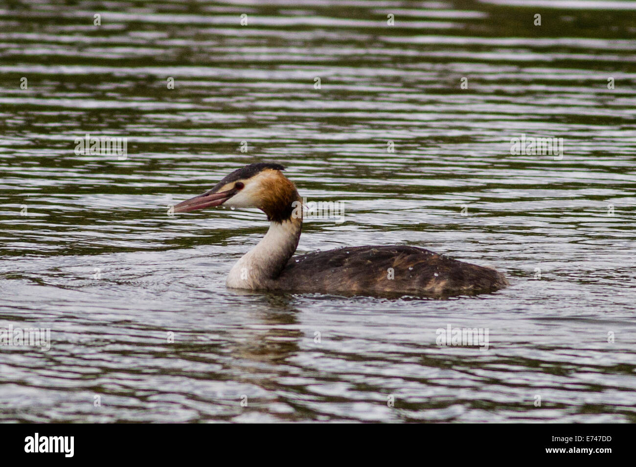 Adult Great Crested Grebe (Podiceps cristatus) swimming Stock Photo