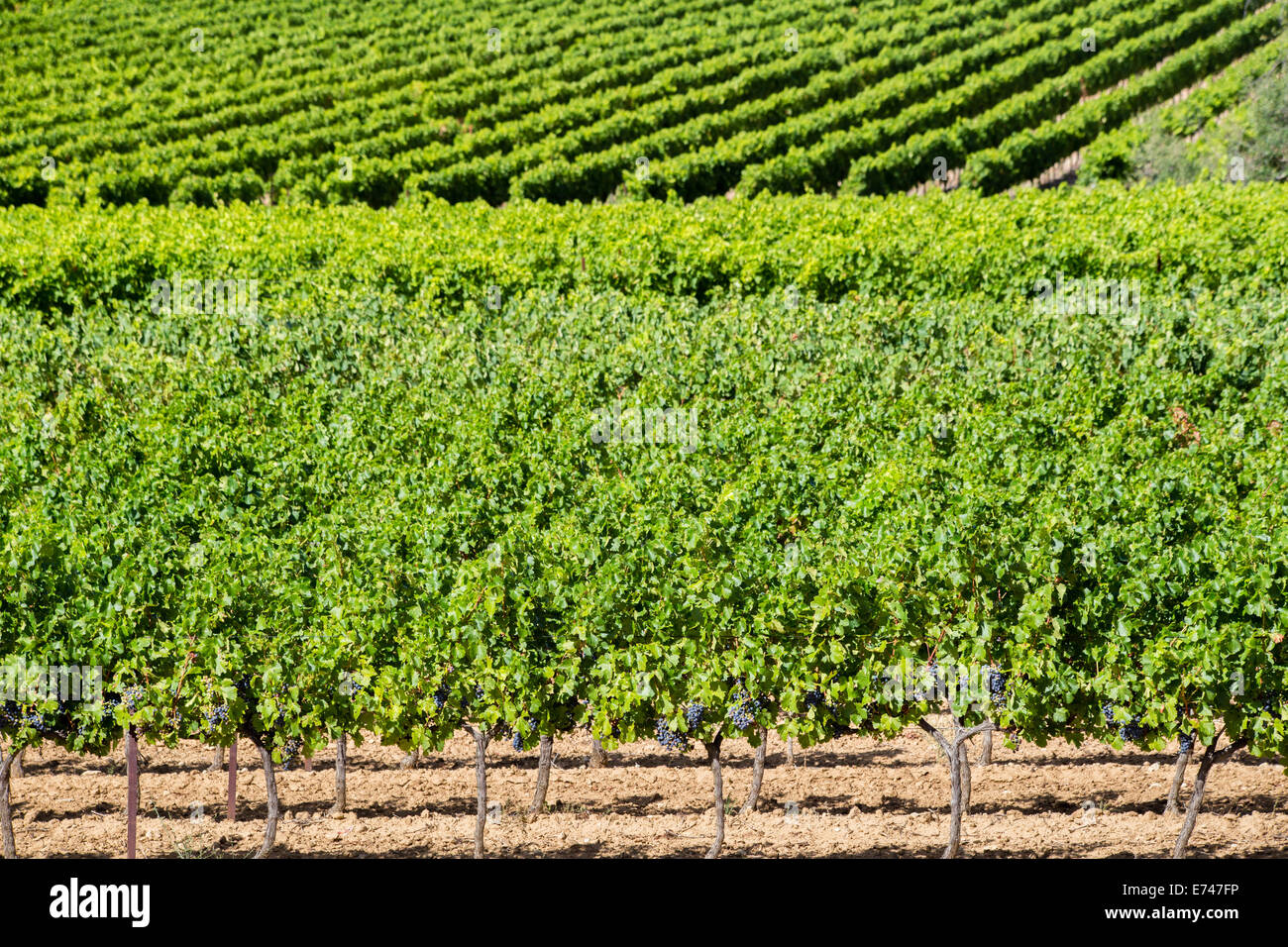 Luberon wine vinyards near Menerbes, Luberon, Provence, France Stock Photo