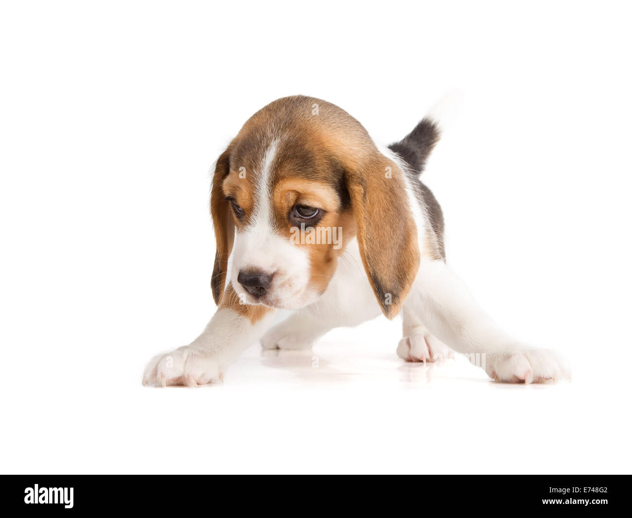Cute Beagle Puppy (5 week old) Stock Photo