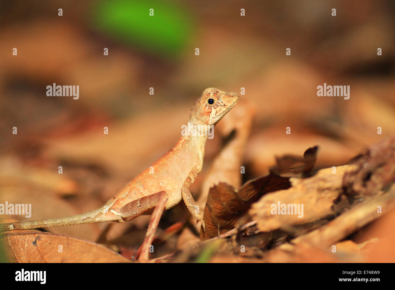 Sri Lankan Kangaroo Lizard (Otocryptis wiegmanni) in Sri Lanka Stock Photo