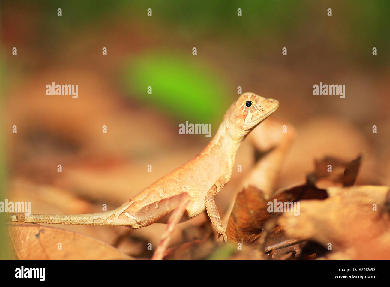 Sri Lankan Kangaroo Lizard (Otocryptis wiegmanni) in Sri Lanka Stock Photo