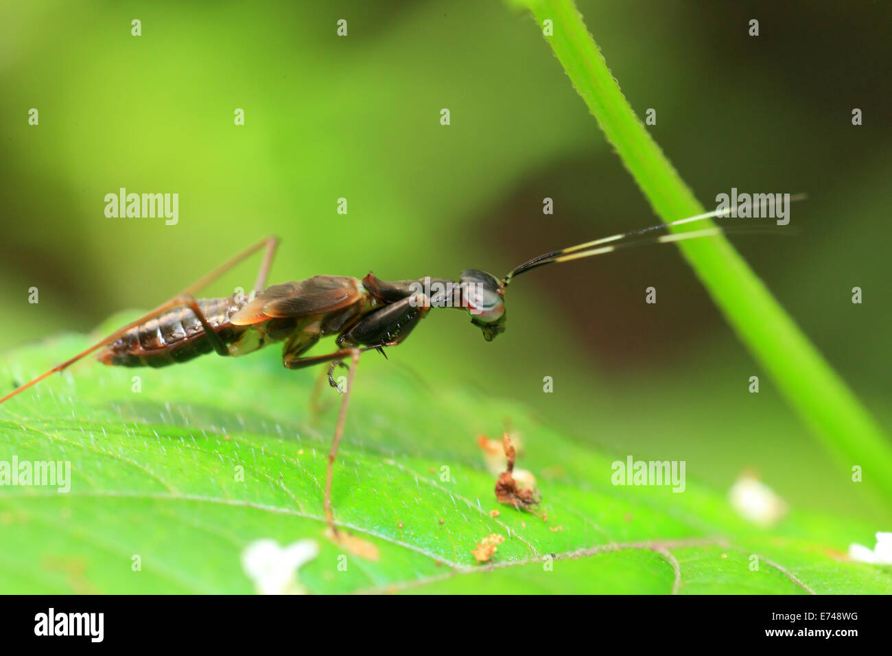 Ant like Mantis (Odontomantis sp) in Sri Lanka Stock Photo