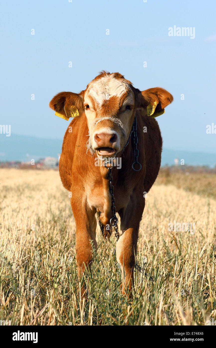 A portrait of a calf Stock Photo - Alamy